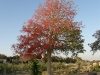 red_tree