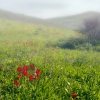 galil_spring10