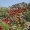 galil_spring31