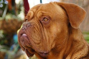 revivim's very serious dog