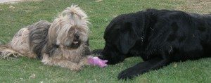 kibbutz Revivim's best dogs